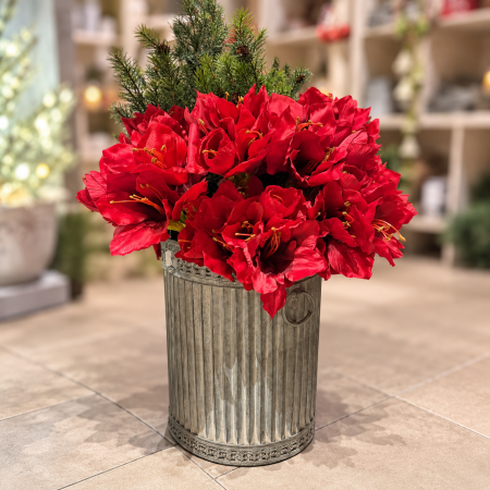 Amaryllis x3 rot