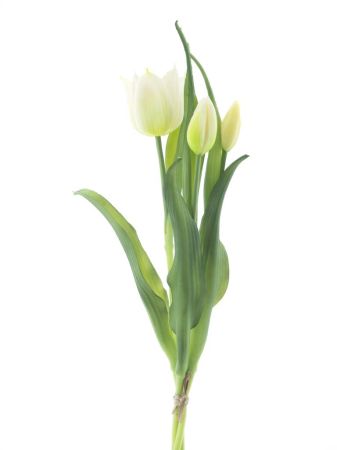 Armando Tulpenbund x3 creme