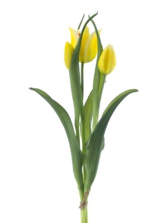 Armando Tulpenbund x3 gelb