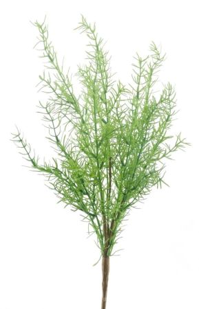 Aspagarus Busch grün