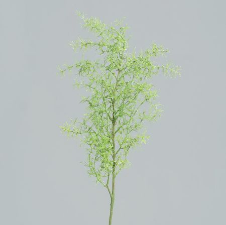 Asparagus-Zweig 