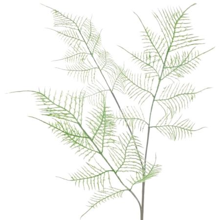 Asparaguszweig grün