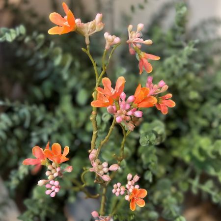 Borretschzweig orange/rosa