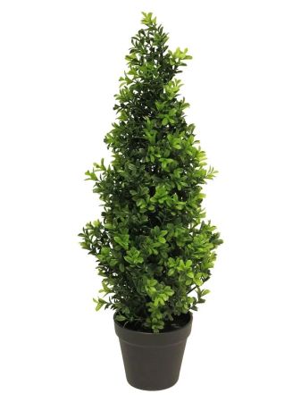Buchsbaum grün 