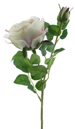 Cabbage Rose flieder