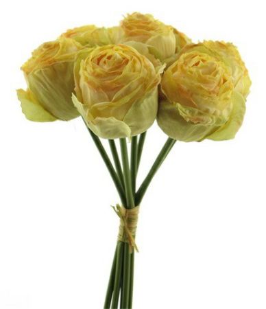 Cabbage Rosenbund x 5 cream