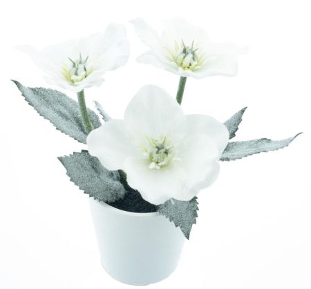 Christrose weiß im Topf  
