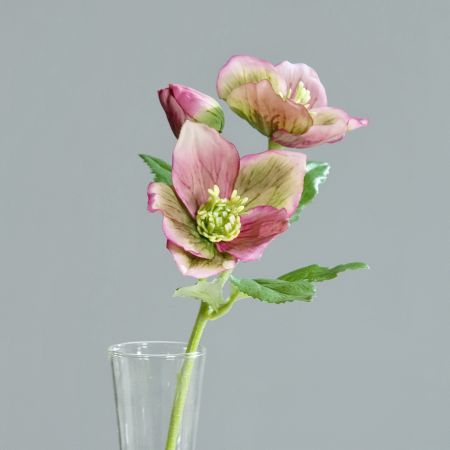 Christrose x 3 altrose