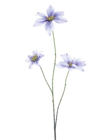 Clematis lavendel 