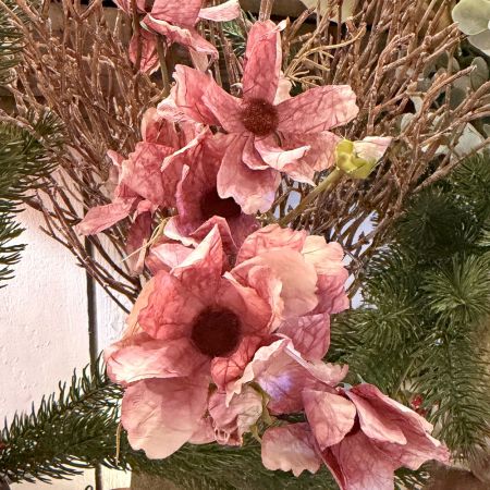 Cosmea Bund x2 altrosa