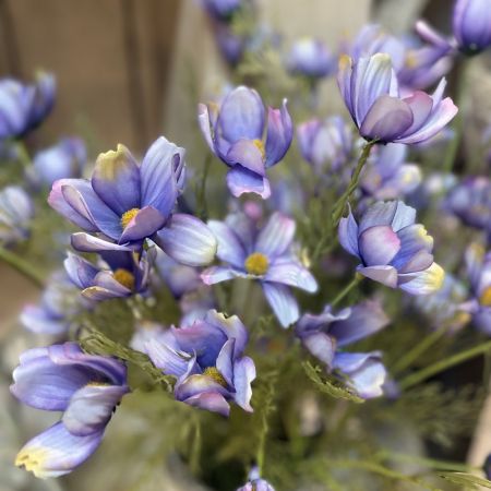 Cosmea Chanel Blume purple