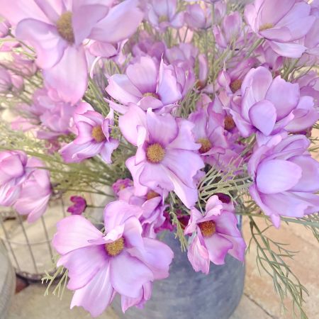 Cosmea Chanel Blume purple