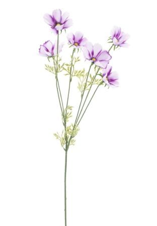 Cosmea mauve