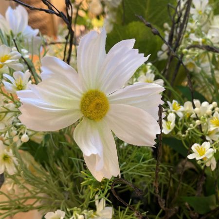 Cosmea weiß