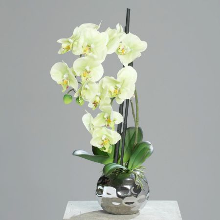 Cream-green Orchidee im silbernen Keramiktopf