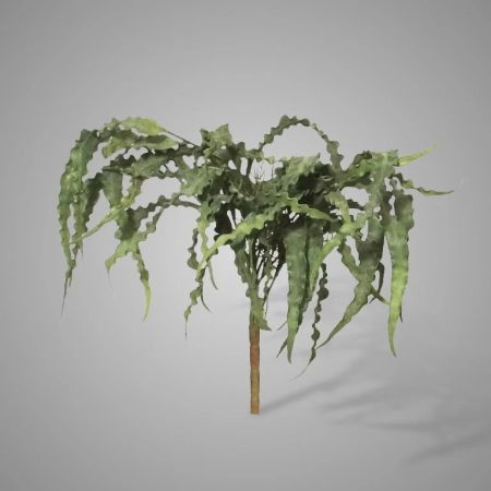 Cryptanthus Strauch grün