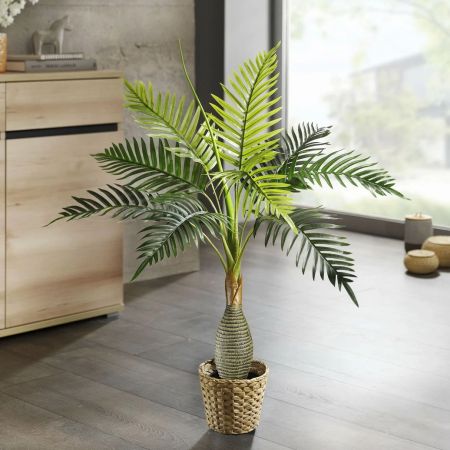 Cycas Palme im Topf