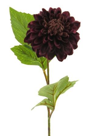 Dahlienzweig aubergine