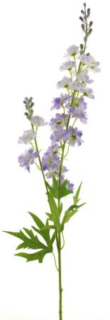 Delphinium lila