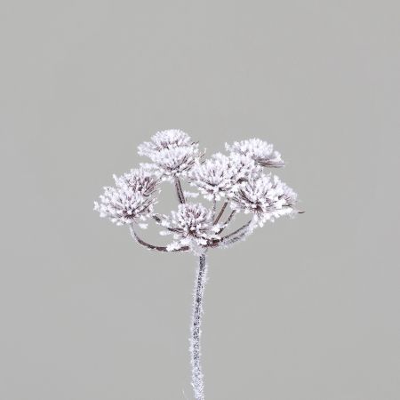 Dill mit Schnee