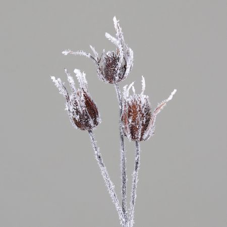 Distelzweig mit 3 Knospen und Schnee 