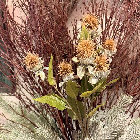 Distelzweig mit 6 Knospen