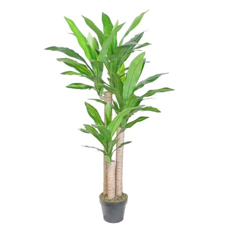 Dracena Palme im Topf