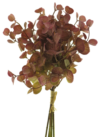 Eukalyptus Busch aubergine