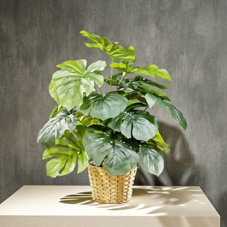 Fensterblatt im Topf