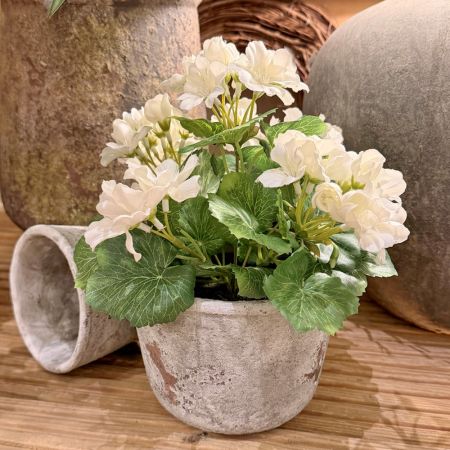 Geranie weiß im Topf