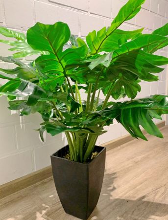 Getopfte Philodendron
