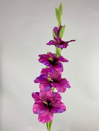 Gladiole, Fuchsia