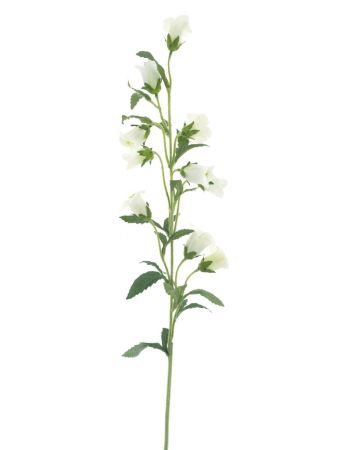 Glockenblumenzweig creme