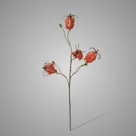 Gloriosa pink