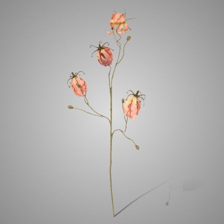 Gloriosa rosa