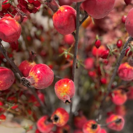 Granatapfel Zweig rot