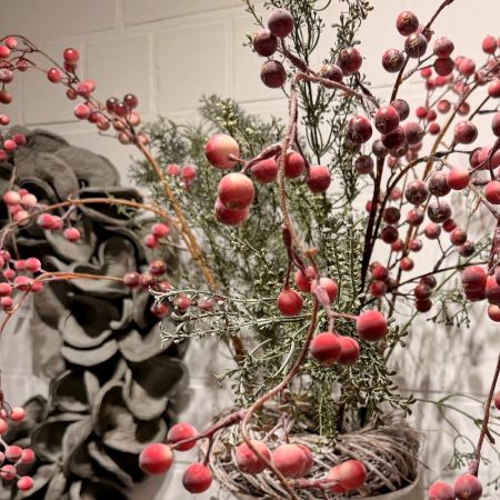 Hänge- Beerenzweig rot bemehlt