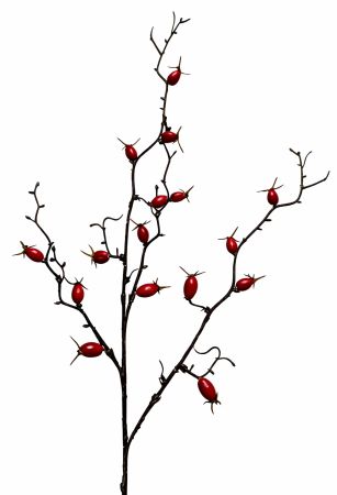 Hagebuttenzweig rot