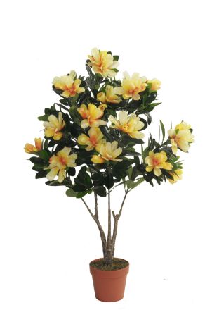 Hibiskuspflanze mit gelben Blüten im Topf