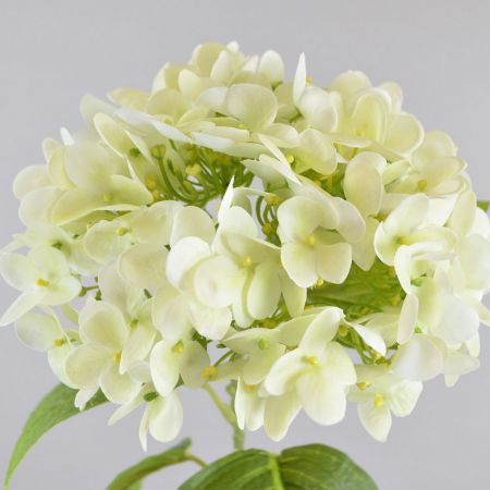 Hortensie 'Natural Touch' cream