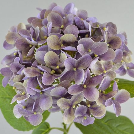 Hortensie 'Natural Touch' lila