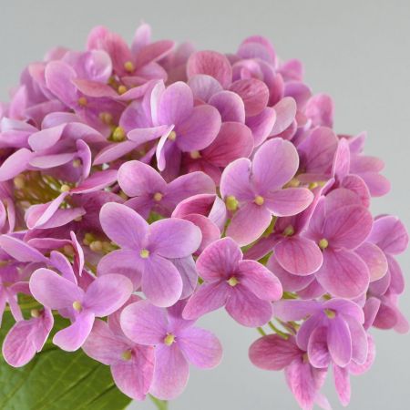 Hortensie 'Natural Touch' rosa