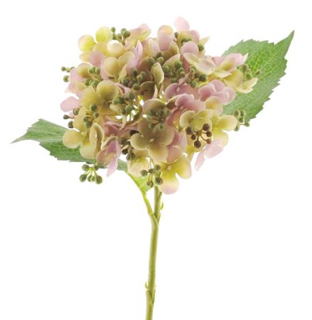 Hortensie altrosa mit Knospen