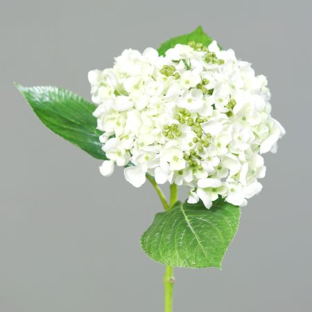 Hortensie cream
