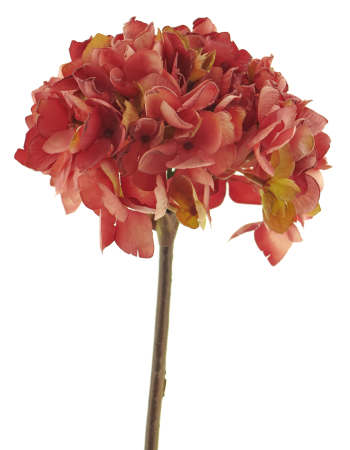 Hortensie dark pink