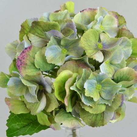 Hortensie grün-lila