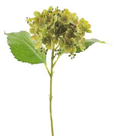 Hortensie grün mit Knospen