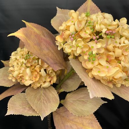Hortensie mit 2x große Blütenköpfe hellbraunn