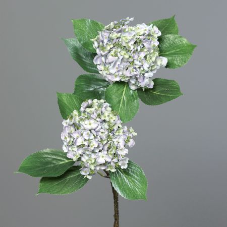 Hortensie mit 2x große Blütenköpfe lavendel-grün<p></p>