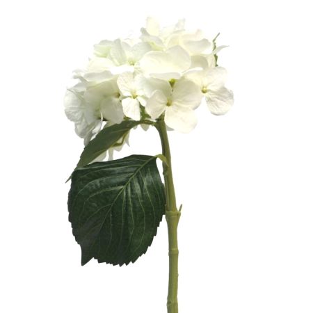Hortensie mit Blätter weiß